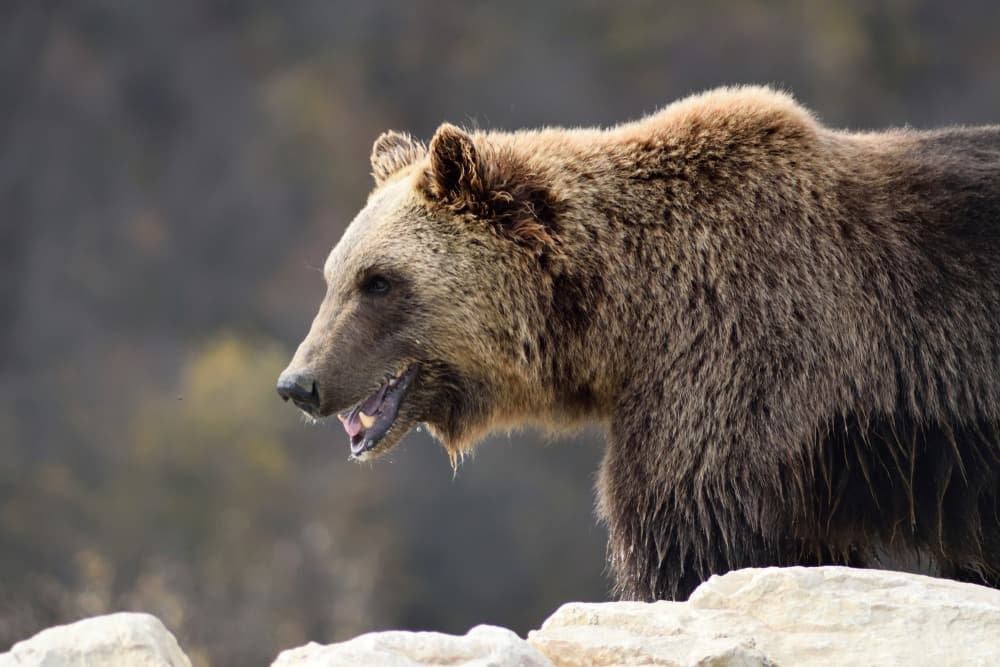 sanctuaire des ours de pristina